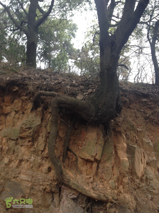 惠山森林公园钱荣入口上山2015-01-06 13:44:16