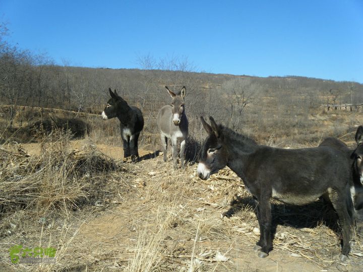15.1.10峡沟水库阴河沟王硇DSCF0054
