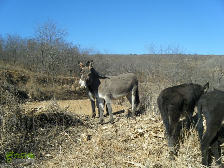 15.1.10峡沟水库阴河沟王硇DSCF0055