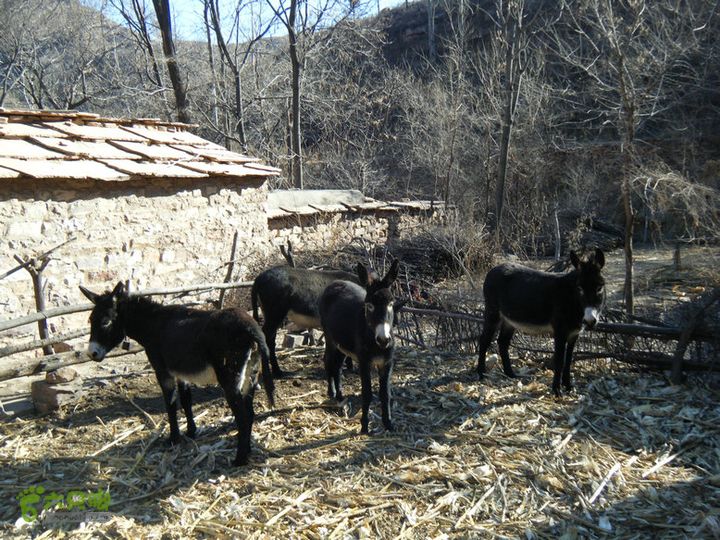 15.1.10峡沟水库阴河沟王硇DSCF0069