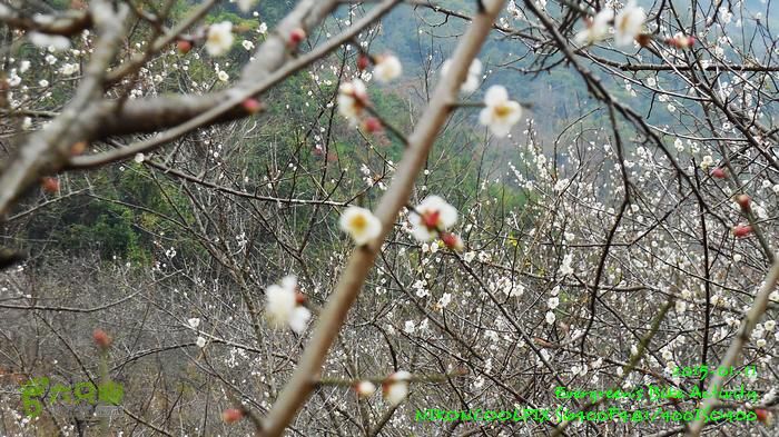 2015 01 11 - 500M、花樹下水庫DSCN3714