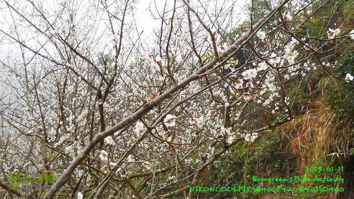 2015 01 11 - 500M、花樹下水庫DSCN3726