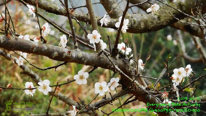 2015 01 11 - 500M、花樹下水庫DSCN3727