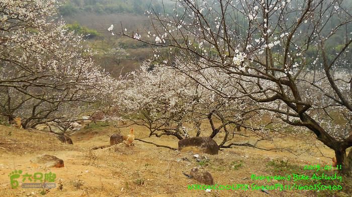 2015 01 11 - 500M、花樹下水庫DSCN3738