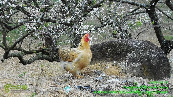 2015 01 11 - 500M、花樹下水庫DSCN3739