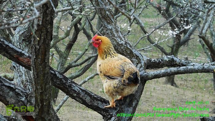 2015 01 11 - 500M、花樹下水庫DSCN3750