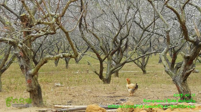 2015 01 11 - 500M、花樹下水庫DSCN3751