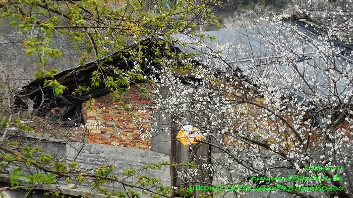 2015 01 11 - 500M、花樹下水庫DSCN3773