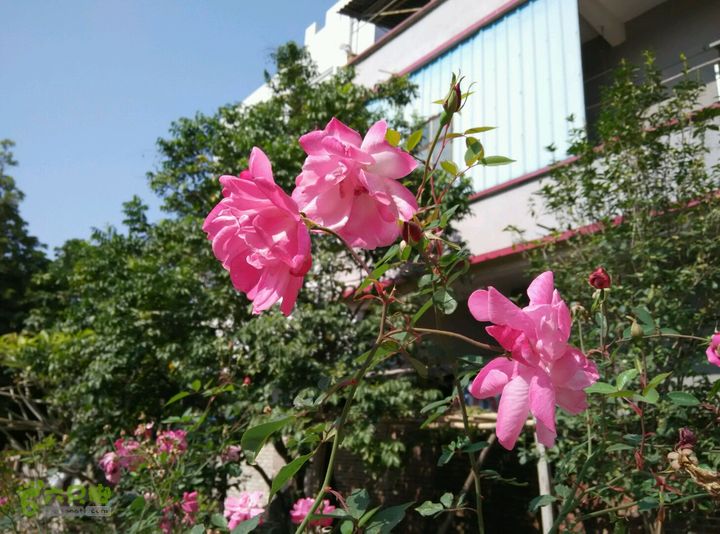 穗石村探幽访古穗石村中社大街