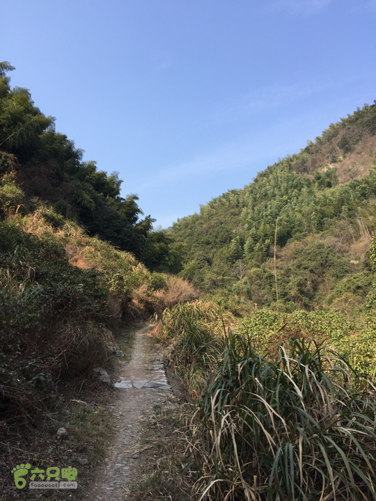 鄞州黃泥岭古道青山竹海小道流水声