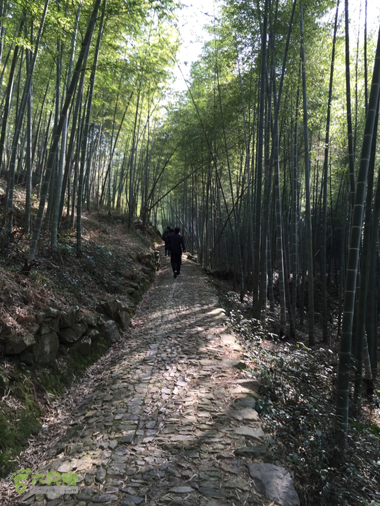 鄞州黃泥岭古道竹海小道