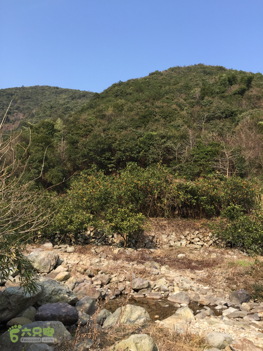 鄞州黃泥岭古道腊月秸子无人釆