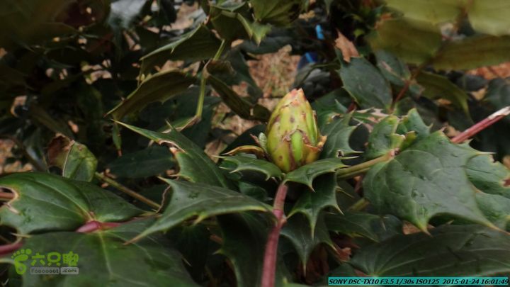 20150124-石牌山（四排山）-桂林驴先锋户外DSC04512