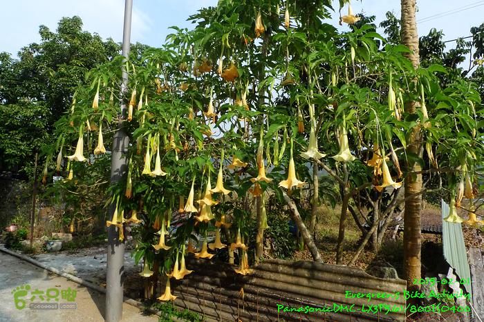 2015 02 01 逆環湖烏蛟七鹿P1180848