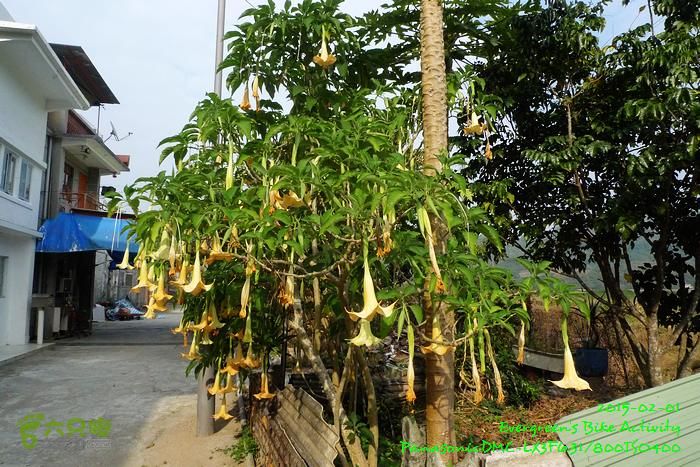 2015 02 01 逆環湖烏蛟七鹿P1180849