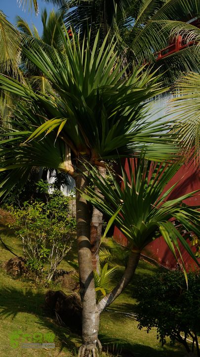 海南岛：20150122鸭仔塘村-龙沐湾2015海南-089