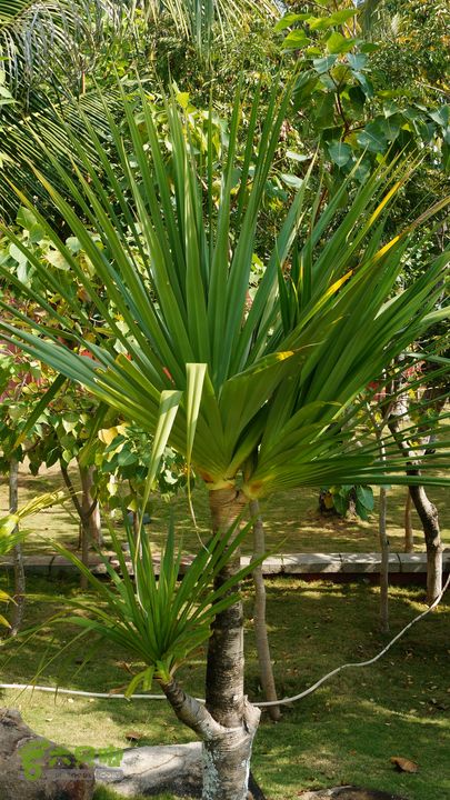 海南岛：20150122鸭仔塘村-龙沐湾2015海南-090