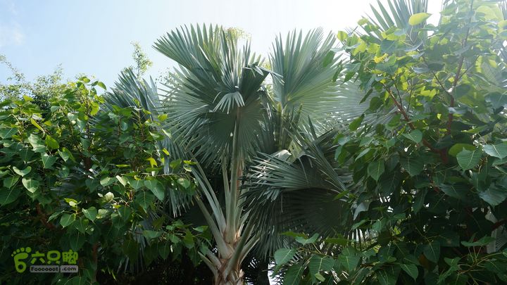 海南岛：20150122鸭仔塘村-龙沐湾2015海南-091