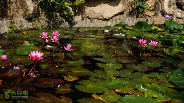 海南岛：20150122鸭仔塘村-龙沐湾2015海南-094