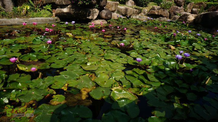 海南岛：20150122鸭仔塘村-龙沐湾2015海南-095