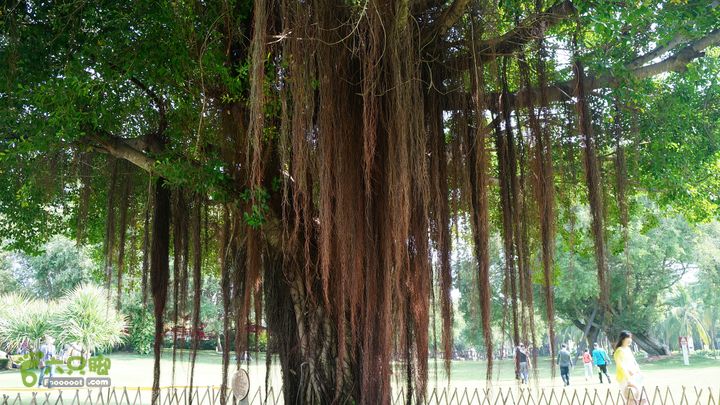 海南岛：20150122鸭仔塘村-龙沐湾2015海南-097