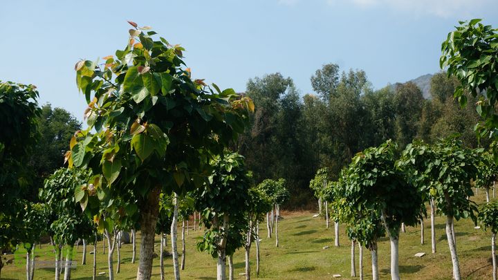 海南岛：20150122鸭仔塘村-龙沐湾2015海南-099