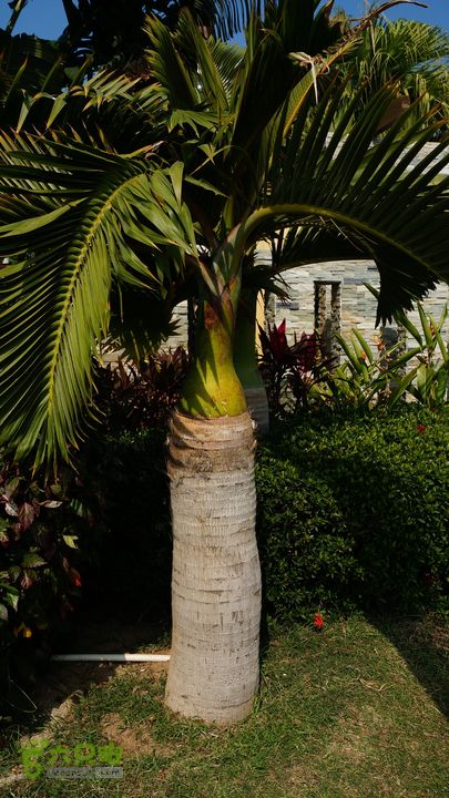 海南岛：20150122鸭仔塘村-龙沐湾2015海南-101