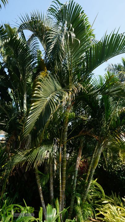 海南岛：20150122鸭仔塘村-龙沐湾2015海南-102