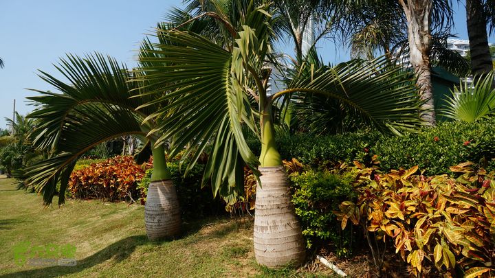 海南岛：20150122鸭仔塘村-龙沐湾2015海南-103