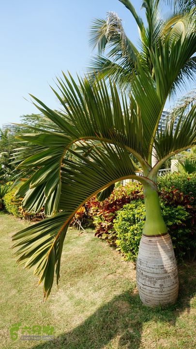 海南岛：20150122鸭仔塘村-龙沐湾2015海南-104