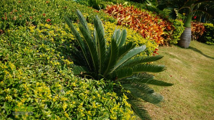 海南岛：20150122鸭仔塘村-龙沐湾2015海南-105