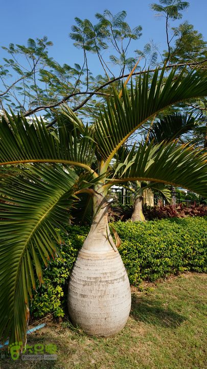 海南岛：20150122鸭仔塘村-龙沐湾2015海南-106