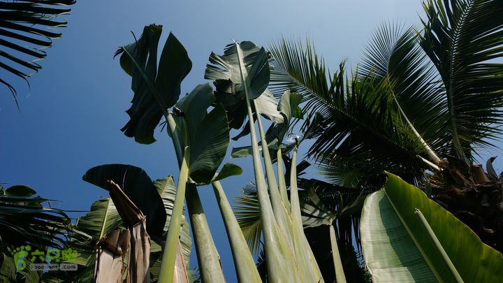 海南岛：20150122鸭仔塘村-龙沐湾2015海南-107