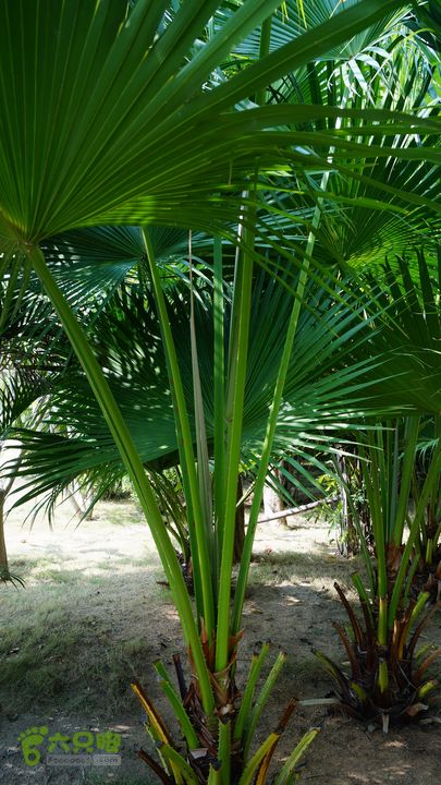 海南岛：20150122鸭仔塘村-龙沐湾2015海南-109