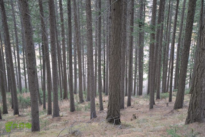 神池国家级登山健身步道DSC_3960