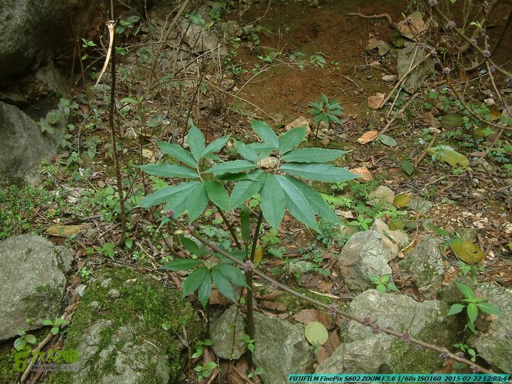 20150222-灵川-凤凰岭-狮子山-潭下镇（户外情缘）DSCF0093