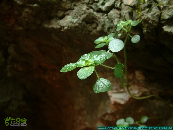 20150222-灵川-凤凰岭-狮子山-潭下镇（户外情缘）DSCF0098