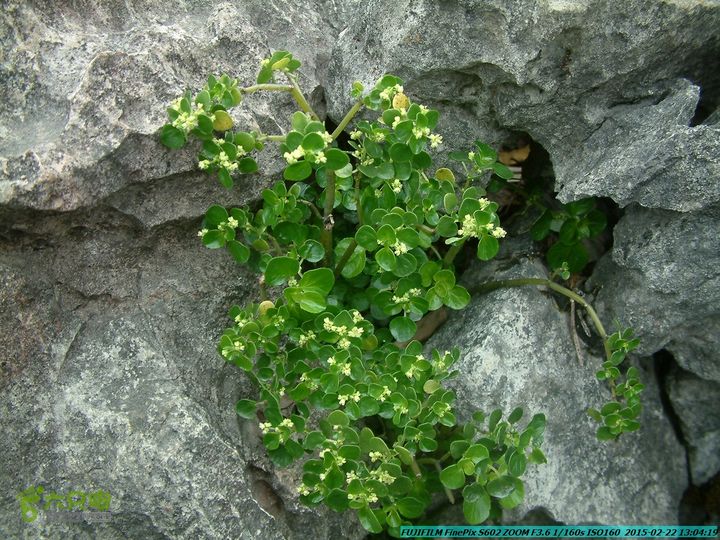 20150222-灵川-凤凰岭-狮子山-潭下镇（户外情缘）DSCF0134