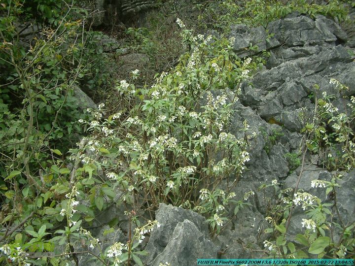 20150222-灵川-凤凰岭-狮子山-潭下镇（户外情缘）DSCF0135
