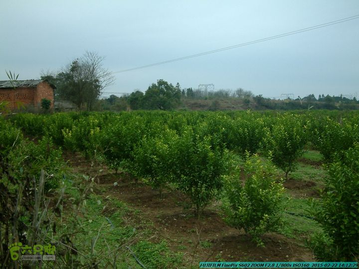 20150222-灵川-凤凰岭-狮子山-潭下镇（户外情缘）DSCF0186