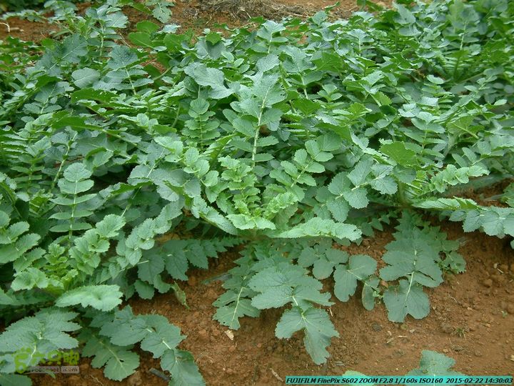 20150222-灵川-凤凰岭-狮子山-潭下镇（户外情缘）DSCF0190