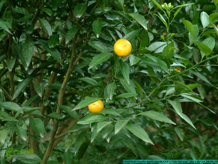 20150222-灵川-凤凰岭-狮子山-潭下镇（户外情缘）DSCF0204