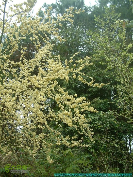 20150222-灵川-凤凰岭-狮子山-潭下镇（户外情缘）DSCF0209