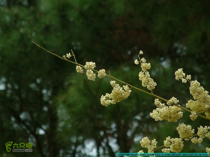 20150222-灵川-凤凰岭-狮子山-潭下镇（户外情缘）DSCF0213