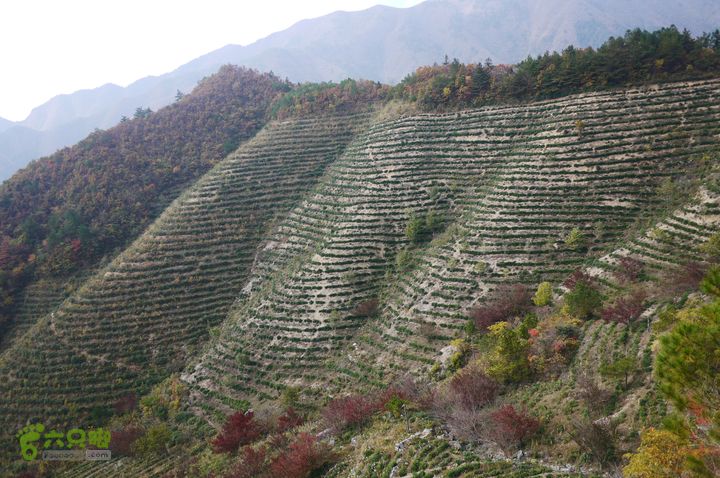 昱岭穿越（第2天）P1320327