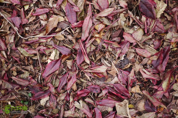 昱岭穿越（第2天）P1320387