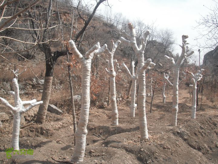 王平-花沟-耕园-南辛房DSCF7806