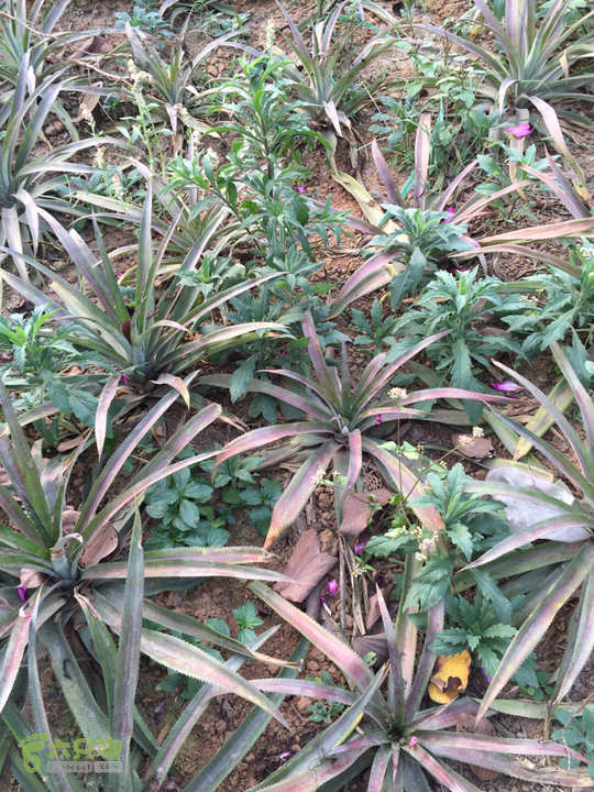 未命名的行程菠萝园