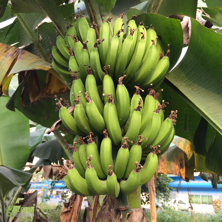 未命名的行程香蕉园