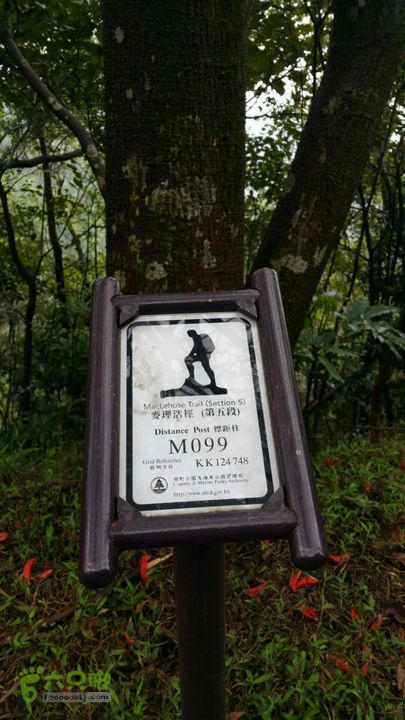 香港九龙屋脊连穿：笔架山-狮子山-飞鹅山麦径99号路标